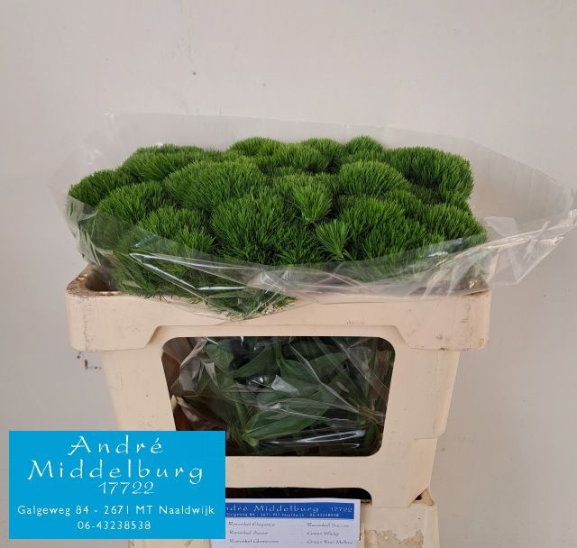 <h4>DI BARB GREEN WICKY</h4>