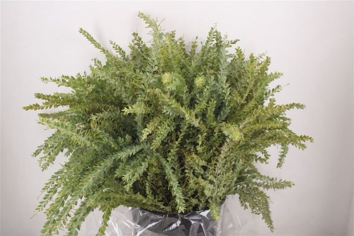 <h4>Mimosa St Elena P Bujnch</h4>