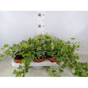 Hedera helix 'Eva'