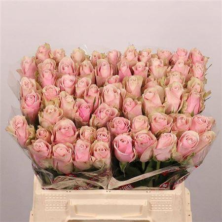 <h4>R Gr Pink Athena</h4>