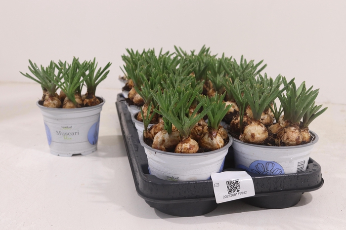 <h4>MUSCAR ARMENIACUM</h4>