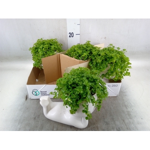 Arr.   Kamerplant Groen L%