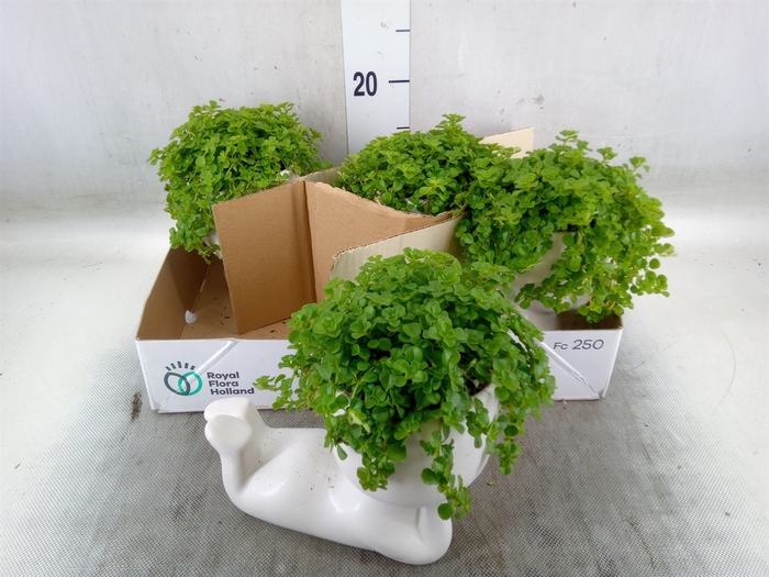 <h4>Arr.   Kamerplant Groen L%</h4>
