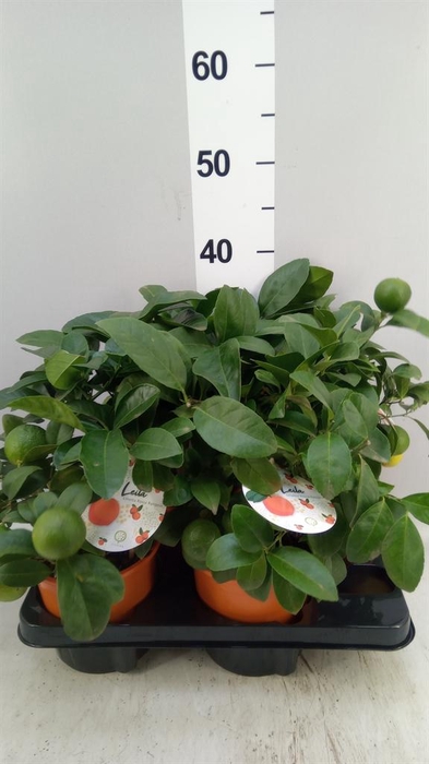 <h4>Citrus limetta</h4>