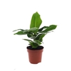 Musa Tropicana