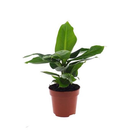 Musa Tropicana