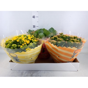 Kalanchoe blos.   ..rosebud mix  5