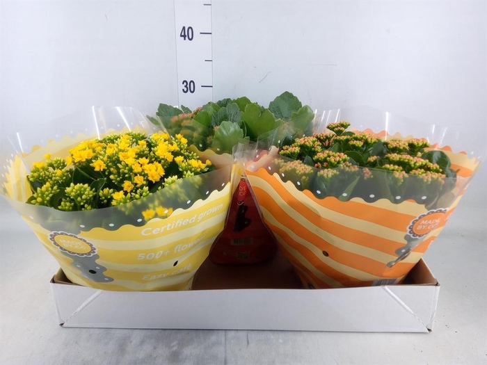 <h4>Kalanchoe blos.   ..rosebud mix  5</h4>