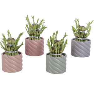 Lucky Bamboo Shape Round 2B Ø11cm Ceramic SE661