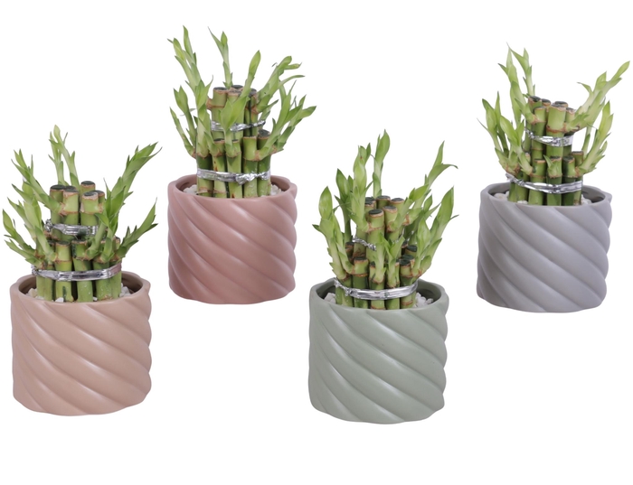 <h4>Lucky Bamboo Shape Round 2B Ø11cm Ceramic SE661</h4>