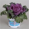 BRASSICA (SIERKOOL)