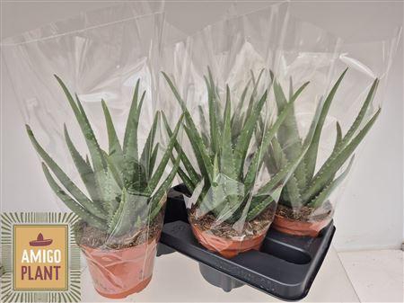 Aloe Mistral P15