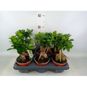 Ficus microcarpa 'Ginseng'