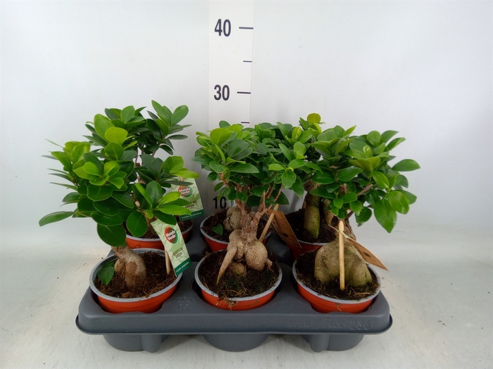 <h4>Ficus microcarpa 'Ginseng'</h4>