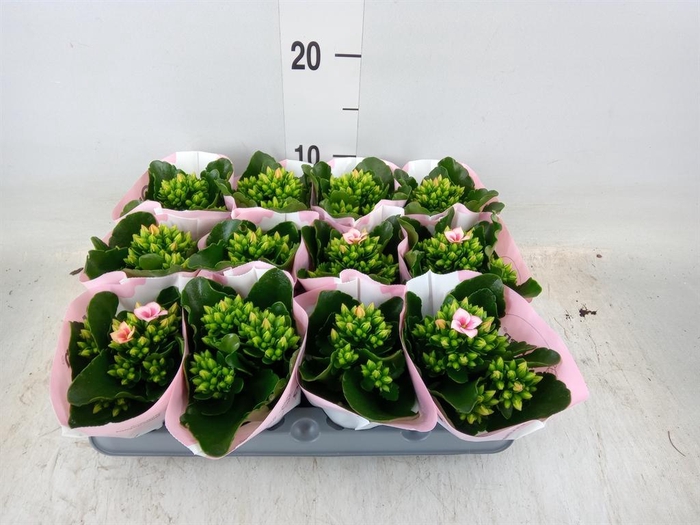 <h4>Kalanchoe  'Else Flowers Oakley'</h4>