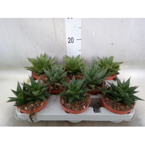 Aloe   ...mix