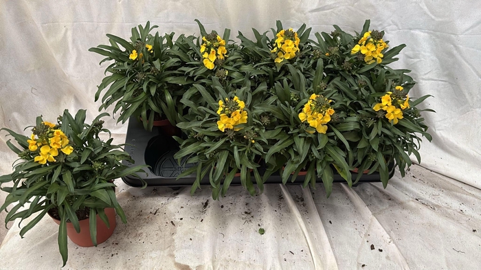 <h4>ERYS LINIFOLIUM</h4>