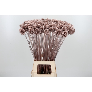 Allium Sphaero Kl Bh Champagne