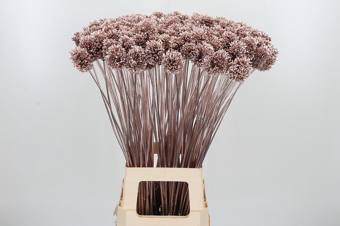 <h4>Allium Sphaero Kl Bh Champagne</h4>