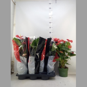 Anthurium andr. 'Madural'