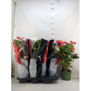 Anthurium andr. 'Madural'