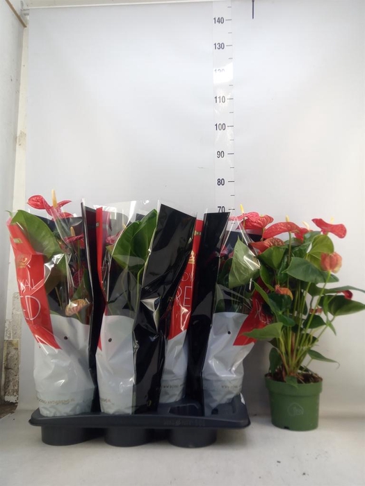 <h4>Anthurium andr. 'Madural'</h4>