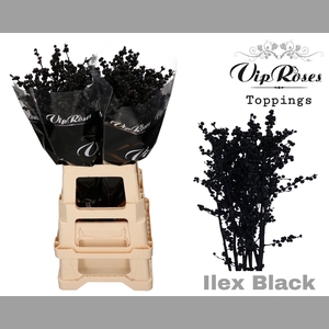 ILEX BLACK 80 cm