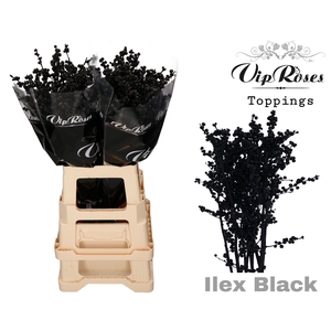 ILEX BLACK 80 cm