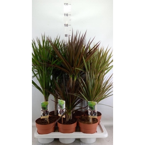 Dracaena   ...mix