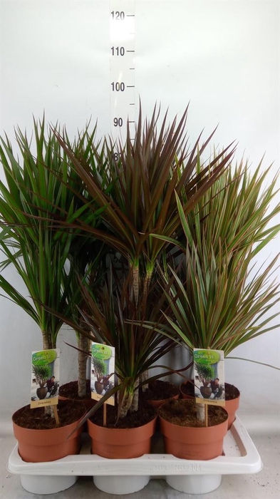 <h4>Dracaena ...mix</h4>