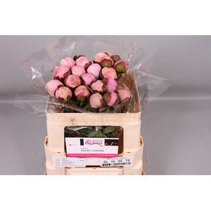Paeonia Angel Cheeks | Heavy Quality