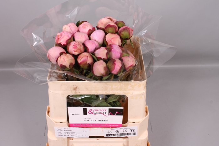 <h4>Paeonia Angel Cheeks | Heavy Quality</h4>