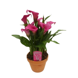 Zantedeschia Roze in stenen pot