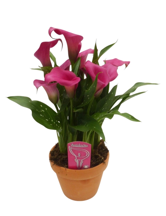 <h4>Zantedeschia Roze in stenen pot</h4>