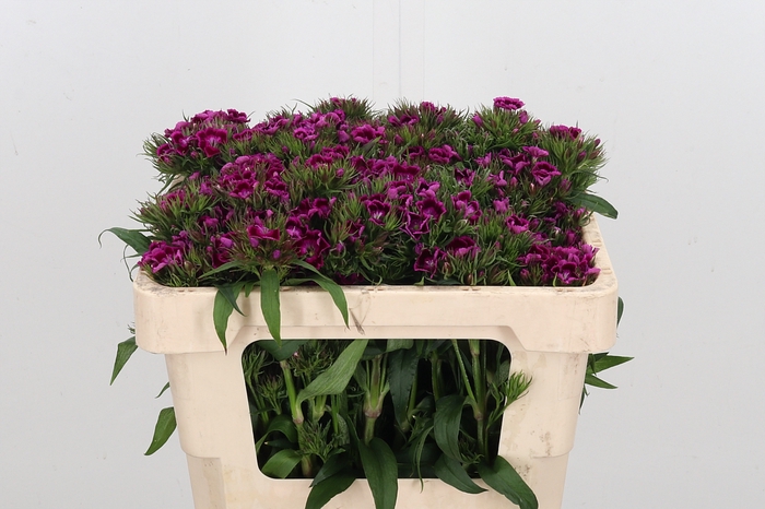 <h4>Di Barb Bar Violet</h4>