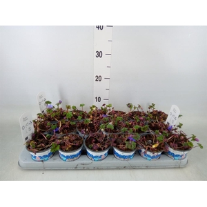 Anemone blanda 'Blue Shades'