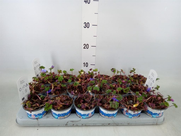 <h4>Anemone blanda 'Blue Shades'</h4>