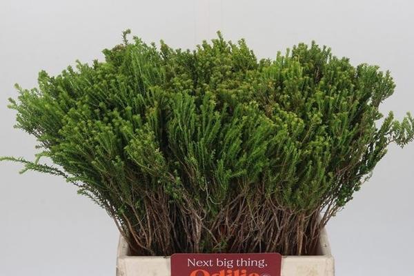 <h4>AGATH OVA WITTE KLIP</h4>