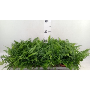 Athyrium   ...