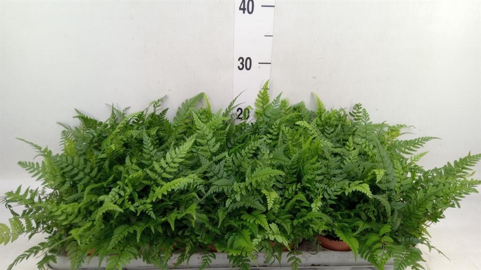 <h4>Athyrium   ...</h4>