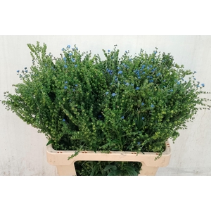 CYNOGLOSSUM AMABI ZD