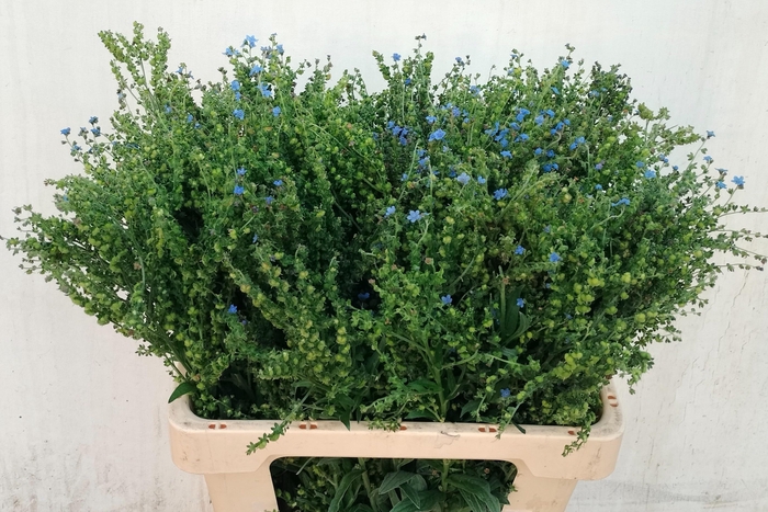 <h4>CYNOGLOSSUM AMABI ZD</h4>