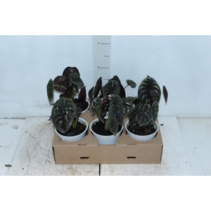 ALOCASIA CUPREA P12