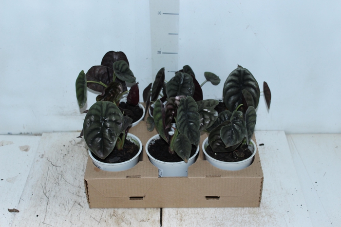 <h4>ALOCASIA CUPREA P12</h4>