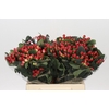 Hypericum True Romance