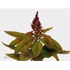 Amaranthus Pan Red Cathedr