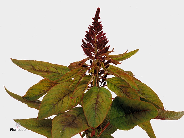 Amaranthus Pan Red Cathedr