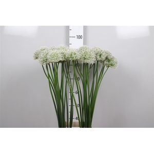 Allium Mount Everest