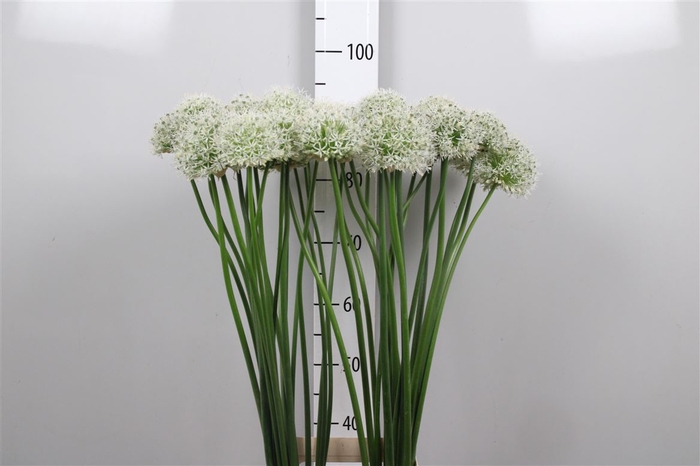 <h4>Allium Mount Everest</h4>