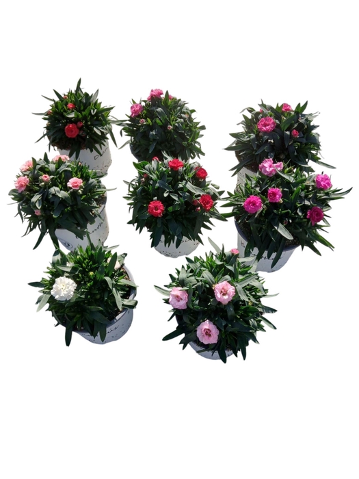 <h4>Dianthus</h4>